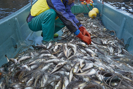 日本叉牙鱼早晨在港口工作的渔民背景