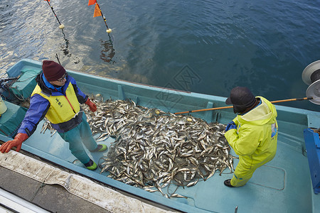 推网捕鱼素材早晨在港口工作的渔民背景