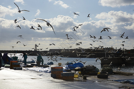 卸货海鸟作品渔港在一天图片