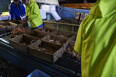 拿着测量工具检查螃蟹的渔民们图片