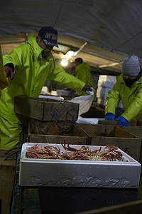 将螃蟹装进泡沫箱里的渔民图片