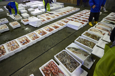海鲜市场排列整齐的海产品高清图片