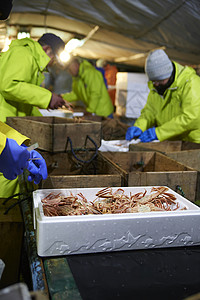 检查螃蟹大小放入泡沫箱的渔民们图片