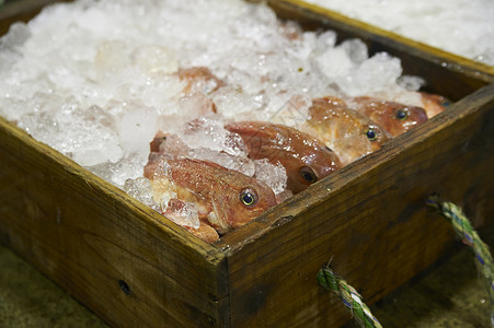 装满鱼的木箱里铺满冰背景图片