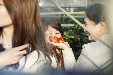 摘草莓的女孩草莓园里快乐采摘的旅客背景