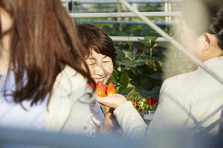 草莓园里快乐采摘的旅客图片