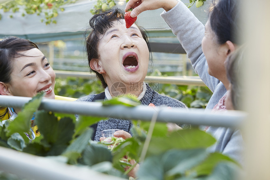 草莓园里快乐采摘的旅客图片