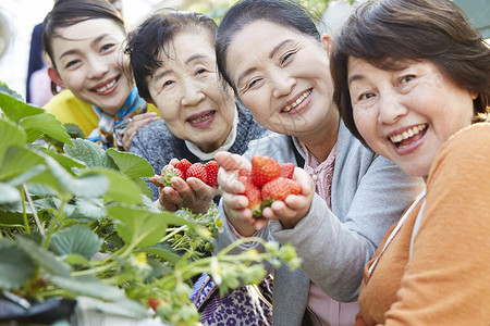 草莓园里开心采摘的旅客高清图片