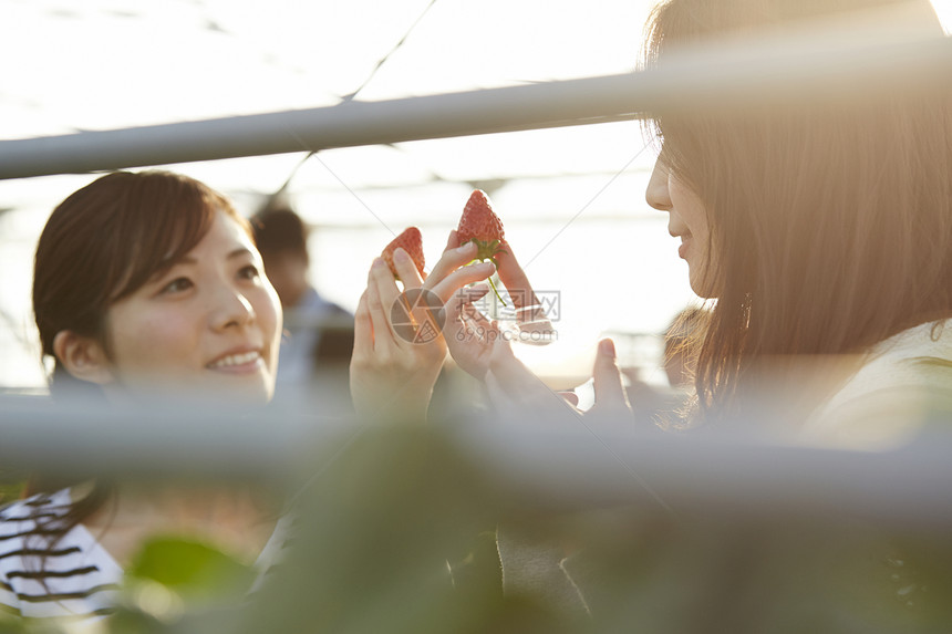 年轻女性拿着新鲜采摘的草莓图片