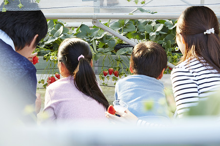 草莓园采摘草莓的一家人图片