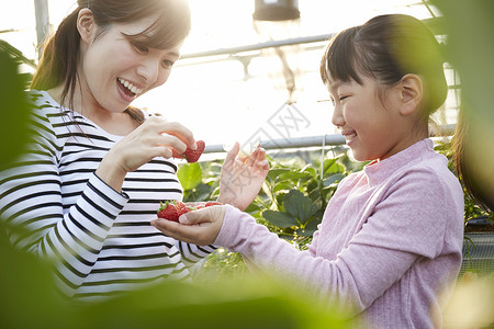 草莓园采摘草莓的母女图片