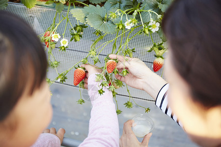 采摘草莓的特写高清图片