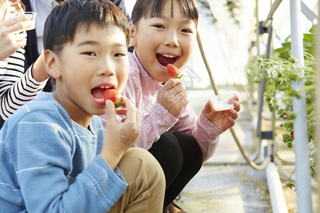 草莓园里品尝草莓的小孩图片