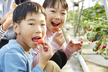 草莓男孩拿着草莓吃的小孩背景
