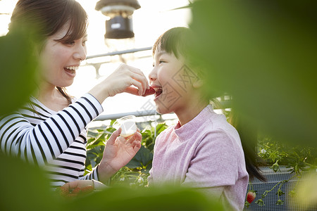 千叶县拿着草莓喂女儿的年轻女性背景