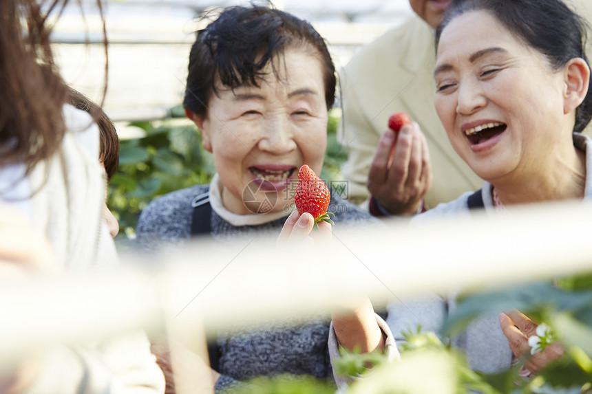 草莓园里开心采摘的旅客图片