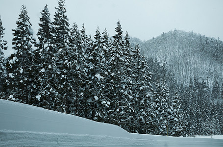 荒野斜坡被白雪覆盖的森林背景