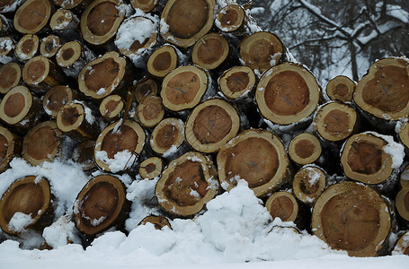 雪地上排列整齐的树干图片