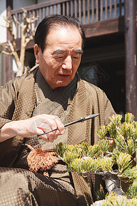 男人们人物日本的宅邸照顾丰富的盆景图片