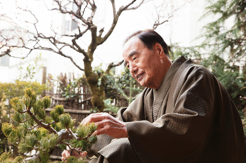 日式服装老年的外祖父照顾丰富的盆景图片