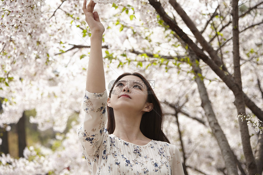 樱花树下触碰樱花的年轻女子图片