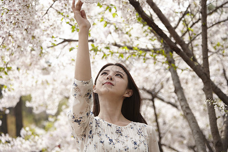 樱花树下触碰樱花的年轻女子图片