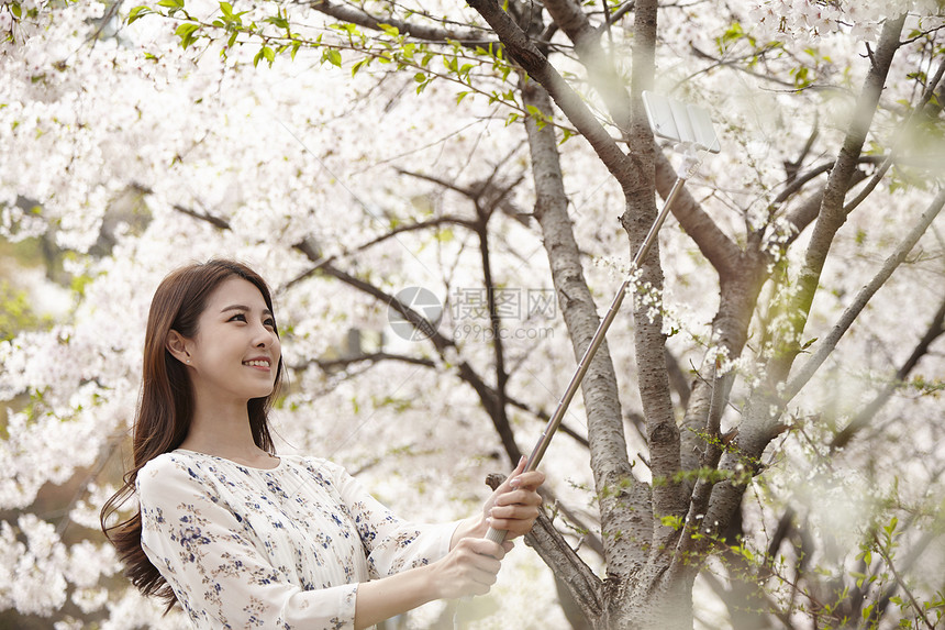 樱花树下拿着自拍杆拍照的年轻女性图片