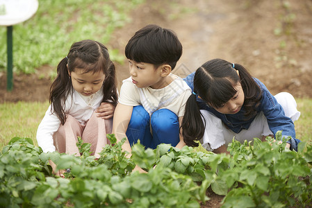 蔬菜田里的小孩们背景图片