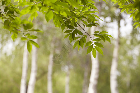 自然界户外的树枝树叶图片