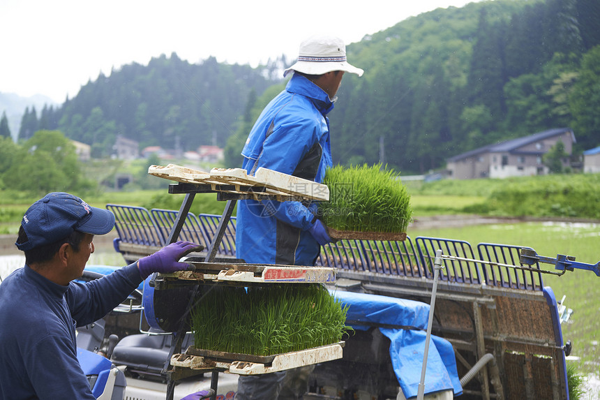 使用机器种植水稻的农民图片
