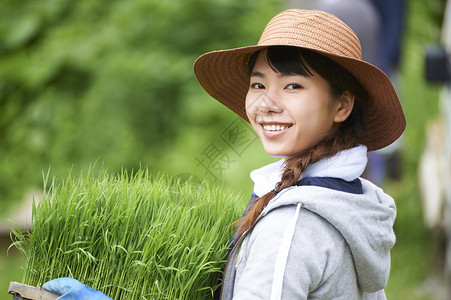 搬运种植水稻幼苗的女性图片