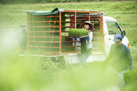 搬运种植水稻幼苗的女性图片