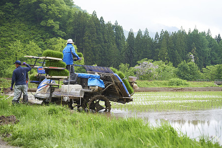 田间水稻幼苗种植的农民图片
