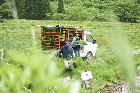 田间搬运种植水稻农民图片