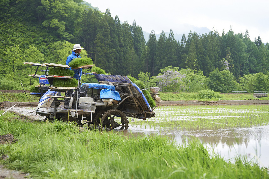 田间使用水稻种植机的农民图片