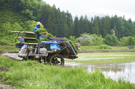 田间使用水稻种植机的农民图片