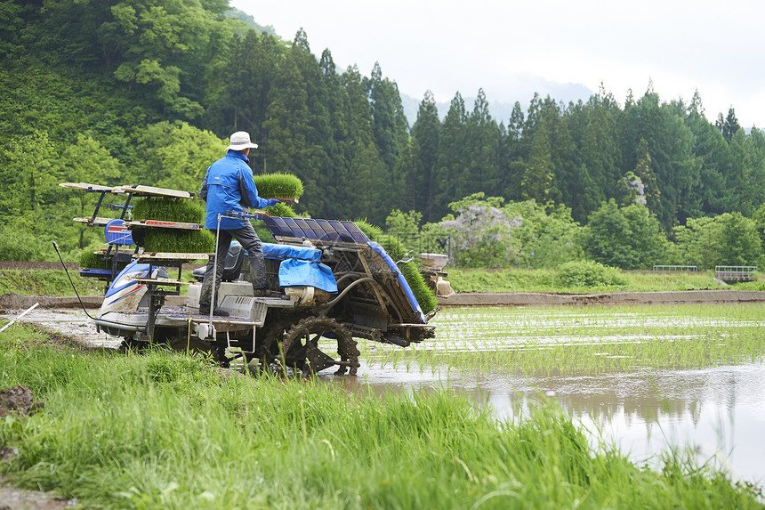 使用机器种植水稻的农民图片