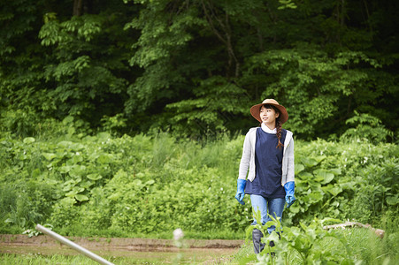 农田里种植水稻的女性图片