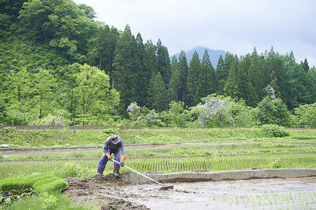 在水稻田里劳作的农民图片