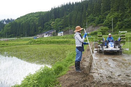 男人运动场晴天水稻种植的女人图片
