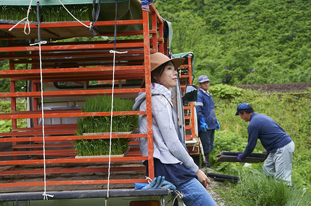 使用机器种植水稻的农民图片