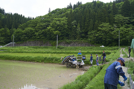 下种阳光农作水稻种植水稻种植机男图片