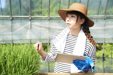 农业培育温室水稻幼苗的女性图片