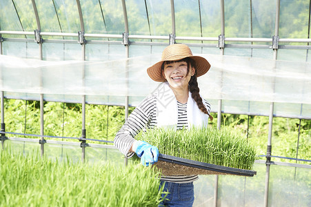 农业培育温室水稻幼苗图片
