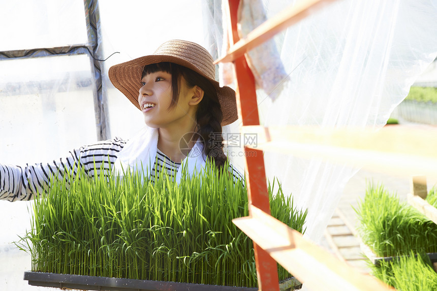 农业培育温室水稻幼苗图片