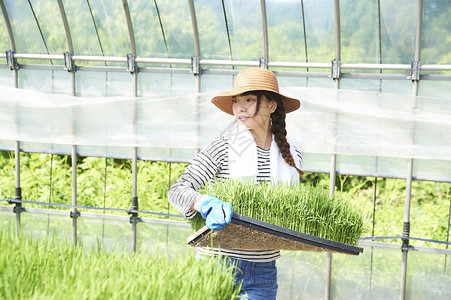 农业培育温室水稻幼苗搬运图片