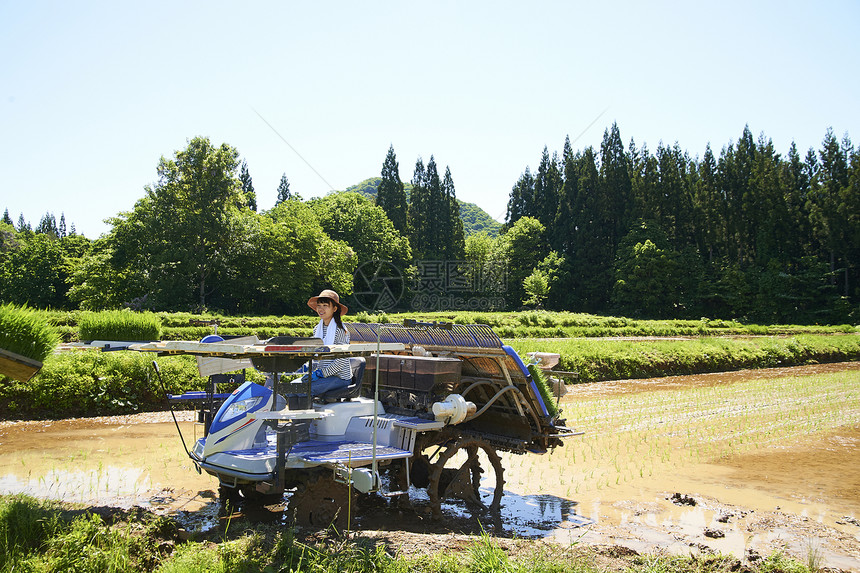 农业培育温室水稻幼苗开拖拉机图片