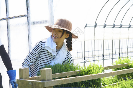搬运水稻幼苗的农业妇女图片