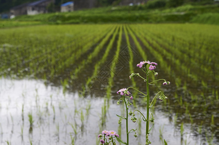 清澈农事水稻种植图片
