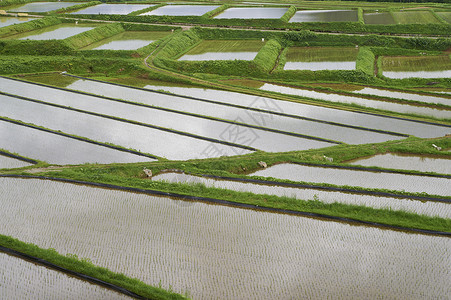 水稻耕作水稻梯田图片